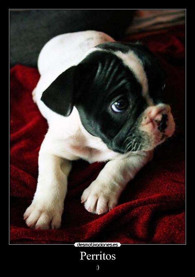 Perritos -