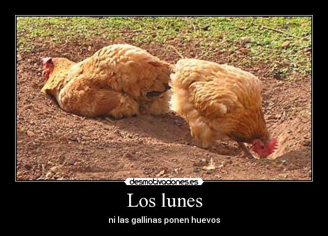 Los lunes - ni las gallinas ponen huevos