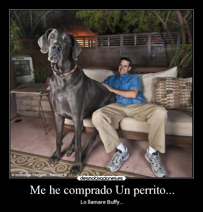 Me he comprado Un perrito... -