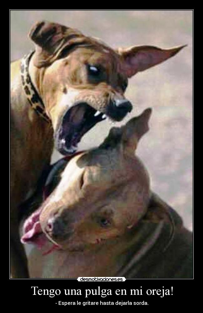 Tengo una pulga en mi oreja! -