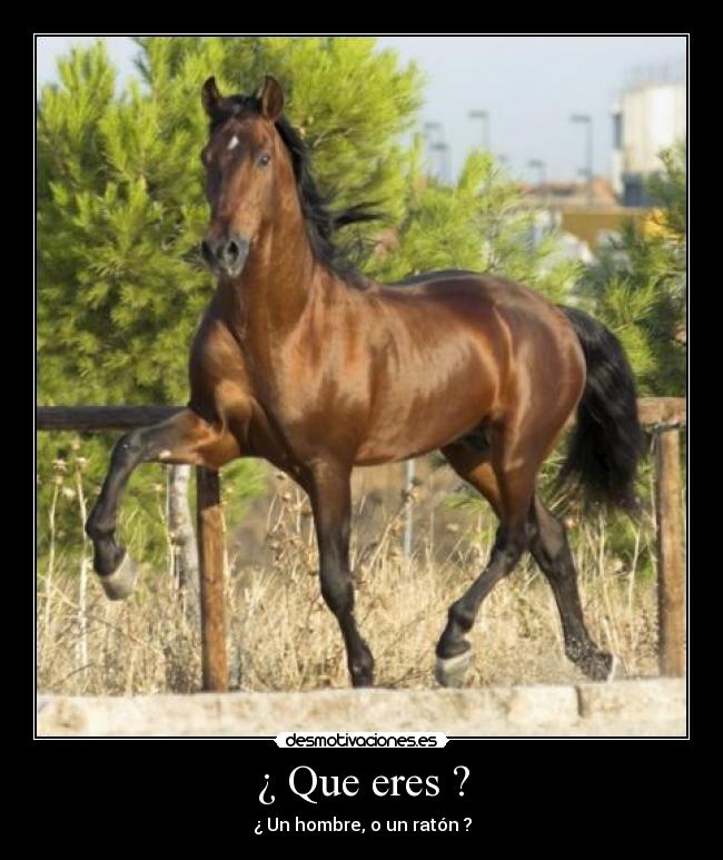 ¿ Que eres ? -