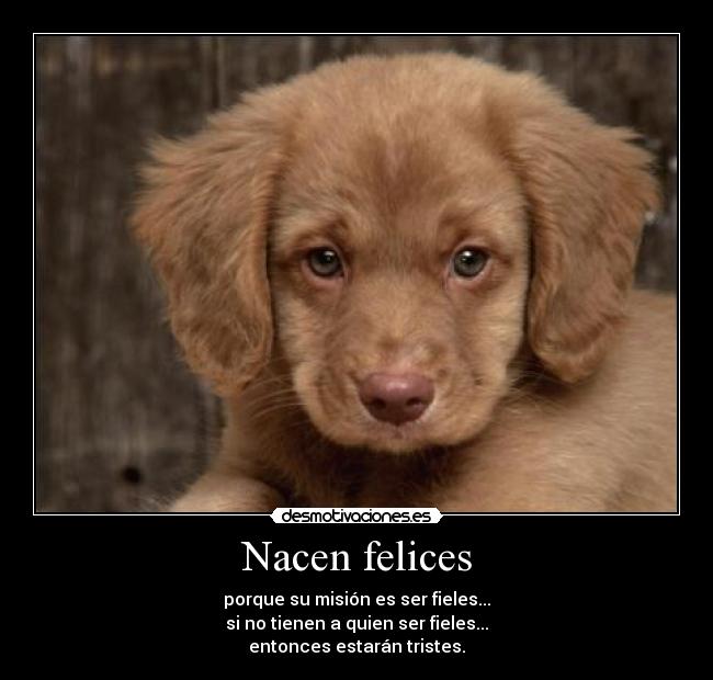 Nacen felices -