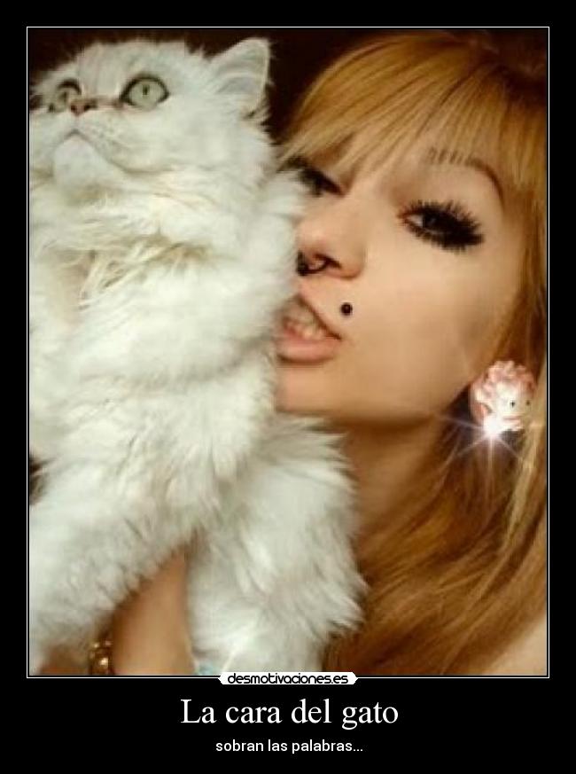 La cara del gato -
