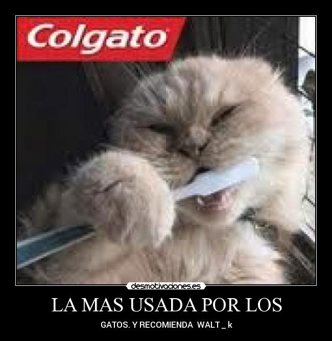 LA MAS USADA POR LOS - GATOS. Y RECOMIENDA  WALT _ k
