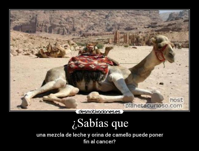 ¿Sabías que - una mezcla de leche y orina de camello puede poner
fin al cancer?