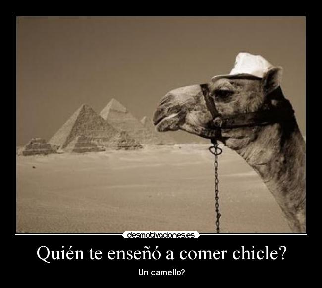 Quién te enseñó a comer chicle? - Un camello?