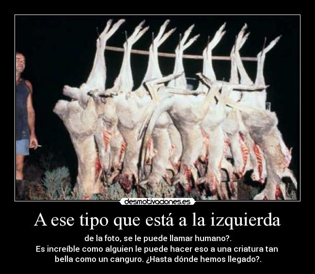 carteles canguro desmotivaciones