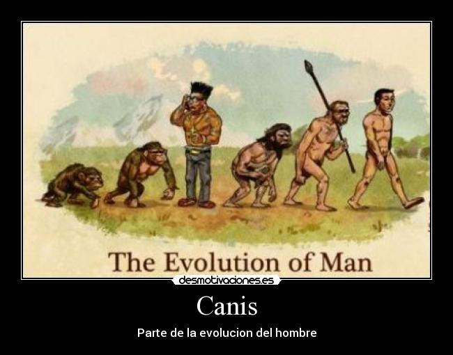 Canis - Parte de la evolucion del hombre