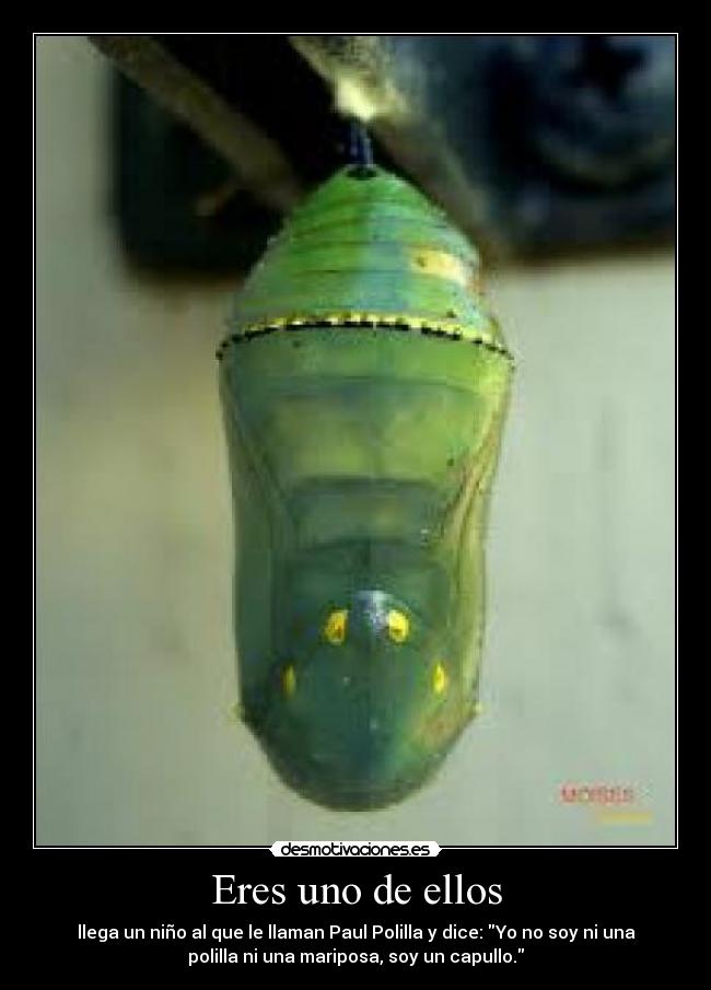 Eres uno de ellos - llega un niño al que le llaman Paul Polilla y dice: Yo no soy ni una
polilla ni una mariposa, soy un capullo.