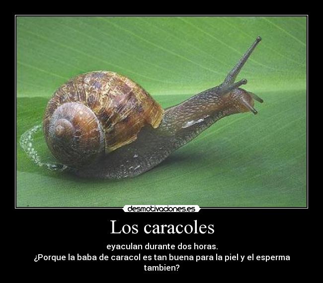 Los caracoles - eyaculan durante dos horas.
¿Porque la baba de caracol es tan buena para la piel y el esperma tambien?