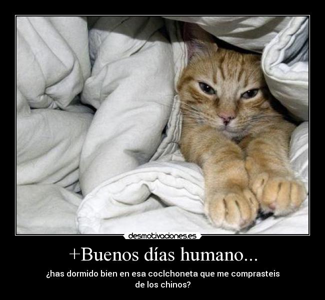 carteles gatos trollgatos troll everywhere desmotivaciones