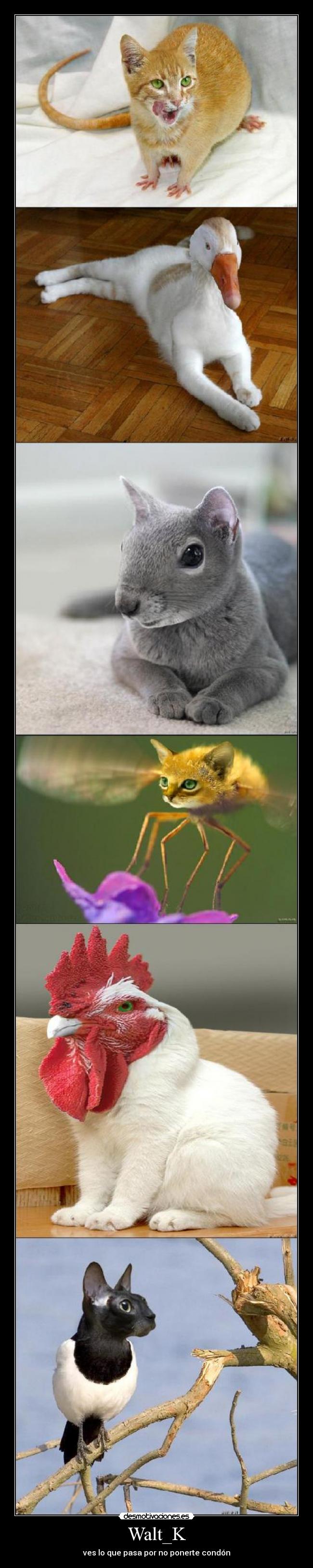 Walt_K - ves lo que pasa por no ponerte condón