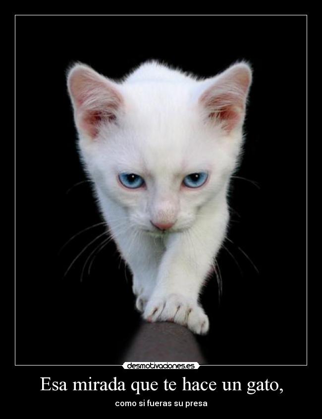 carteles gaticooos cabrones desmotivaciones