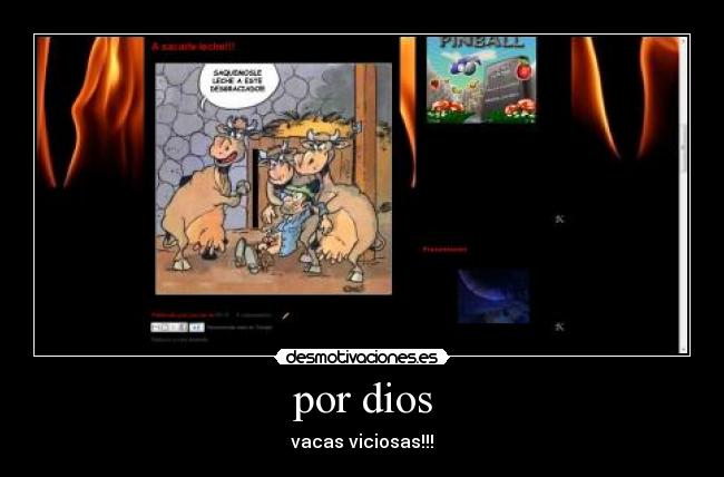 por dios - vacas viciosas!!!