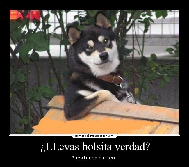 ¿LLevas bolsita verdad? - 