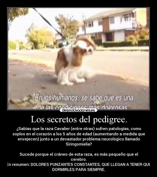 Los secretos del pedigree. - ¿Sabías que la raza Cavalier (entre otras) sufren patologías, como
soplos en el corazón a los 5 años de edad (aumentando a medida que
envejecen) junto a un devastador problema neurológico llamado
Siringomielia?

Sucede porque el cráneo de esta raza, es más pequeño que el
cerebro.
En resumen: DOLORES PUNZANTES CONSTANTES, QUE LLEGAN A TENER QUE
DORMIRLES PARA SIEMPRE.