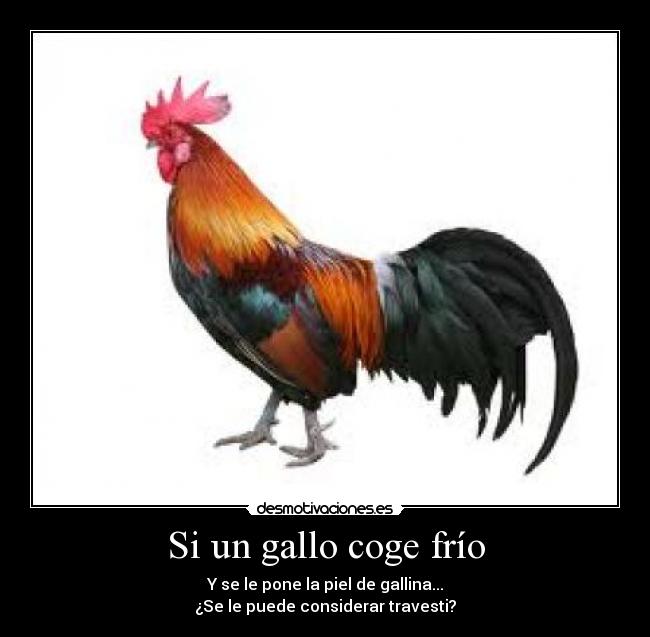 Si un gallo coge frío -