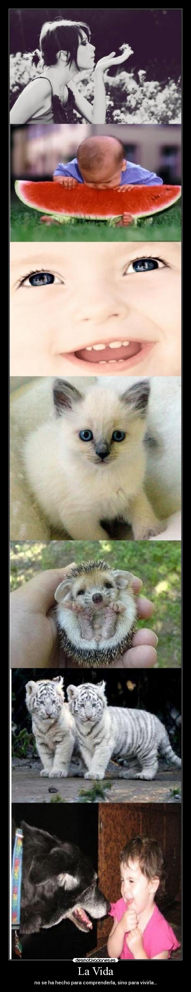 La Vida - no se ha hecho para comprenderla, sino para vivirla...