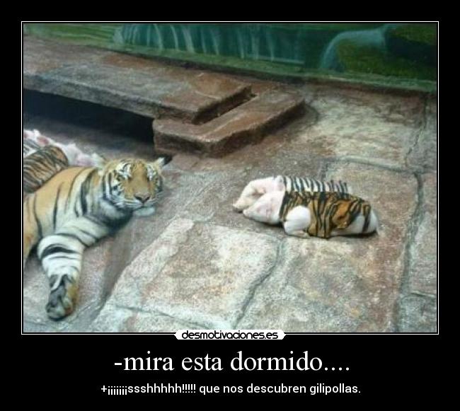 -mira esta dormido.... - +¡¡¡¡¡¡¡ssshhhhh!!!!! que nos descubren gilipollas.