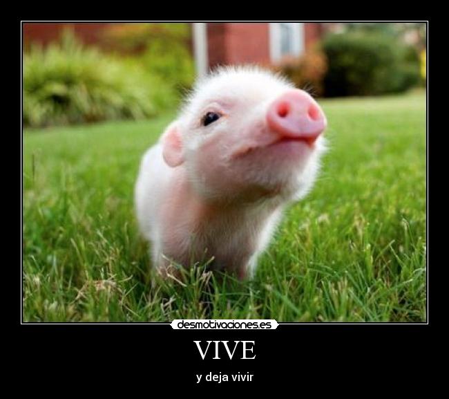 VIVE - 