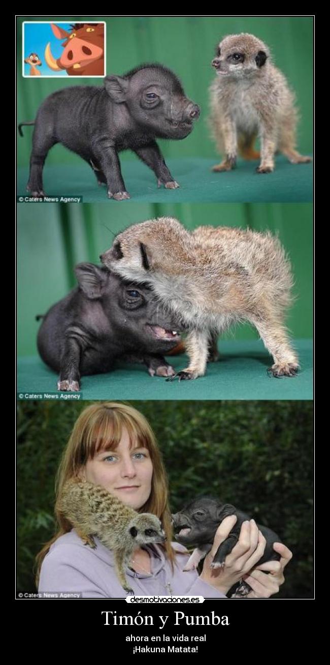 Timón y Pumba - ahora en la vida real
¡Hakuna Matata!