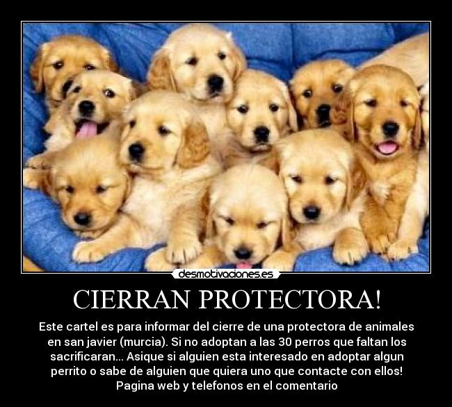 CIERRAN PROTECTORA! - Este cartel es para informar del cierre de una protectora de animales
en san javier (murcia). Si no adoptan a las 30 perros que faltan los
sacrificaran... Asique si alguien esta interesado en adoptar algun
perrito o sabe de alguien que quiera uno que contacte con ellos!
Pagina web y telefonos en el comentario