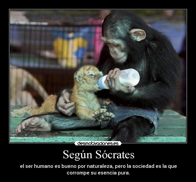 Según Sócrates - el ser humano es bueno por naturaleza, pero la sociedad es la que
corrompe su esencia pura.