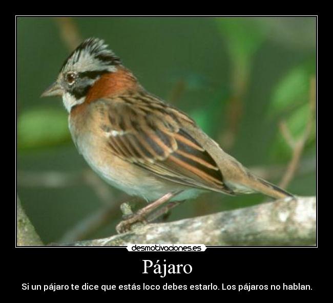 Pájaro -