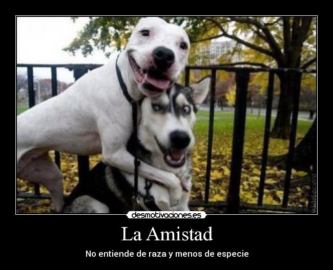 carteles amistad frasesrealistas dogs desmotivaciones