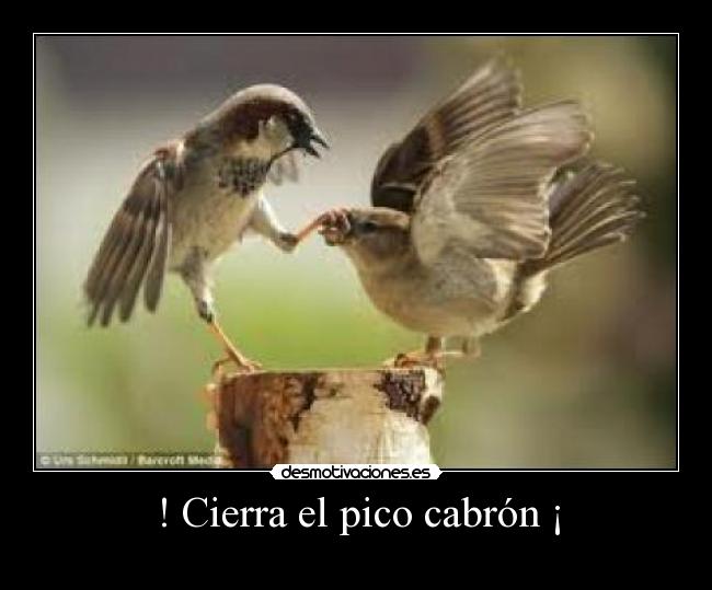 ! Cierra el pico cabrón ¡ -
