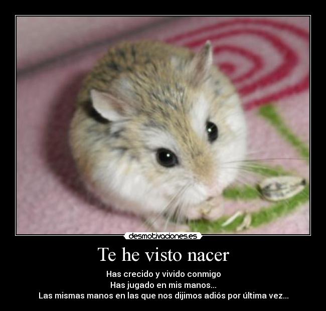 Te he visto nacer - Has crecido y vivido conmigo
Has jugado en mis manos...
Las mismas manos en las que nos dijimos adiós por última vez...