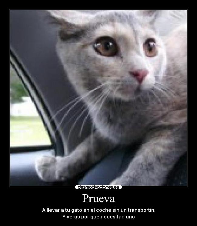 Prueva - A llevar a tu gato en el coche sin un transportin,
Y veras por que necesitan uno