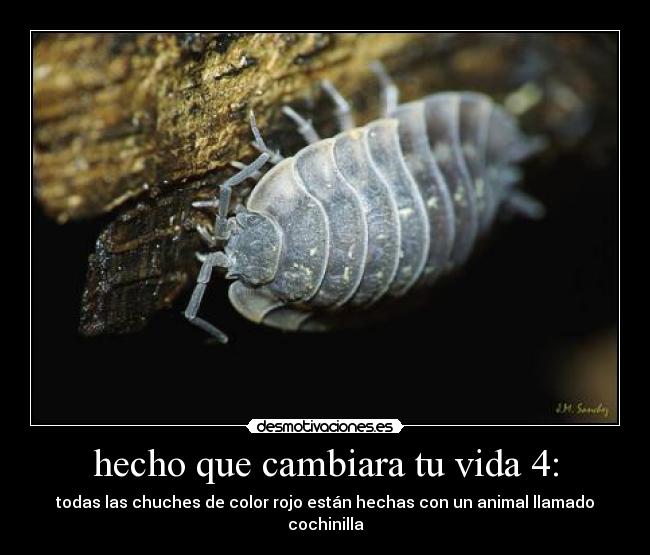 carteles vida cochinilla desmotivaciones