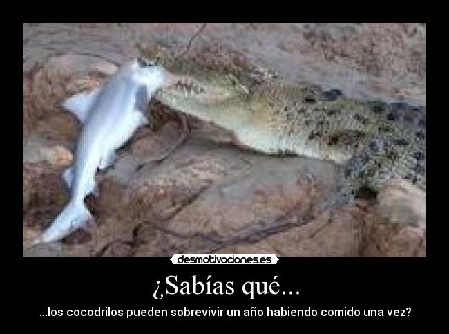carteles cocodrilos que comen una ves ano desmotivaciones