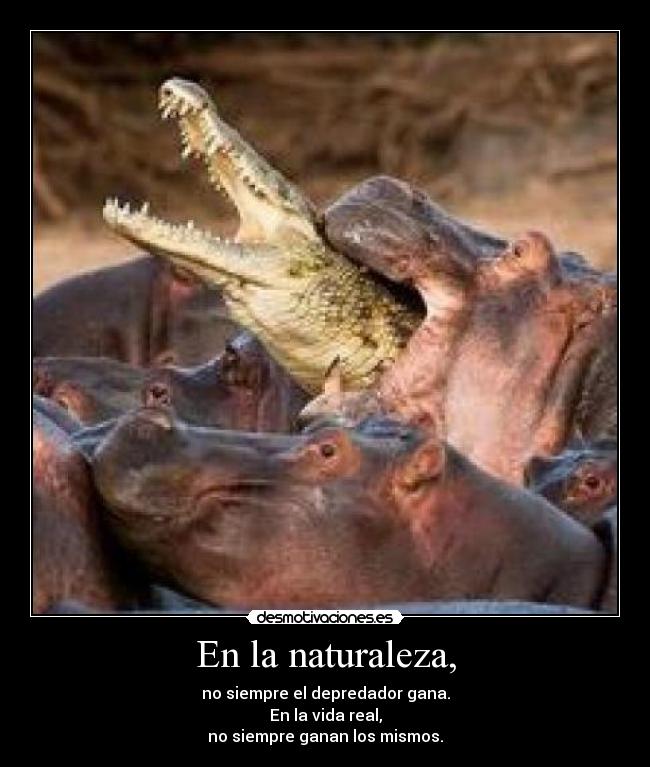 En la naturaleza, - no siempre el depredador gana.
En la vida real,
no siempre ganan los mismos.