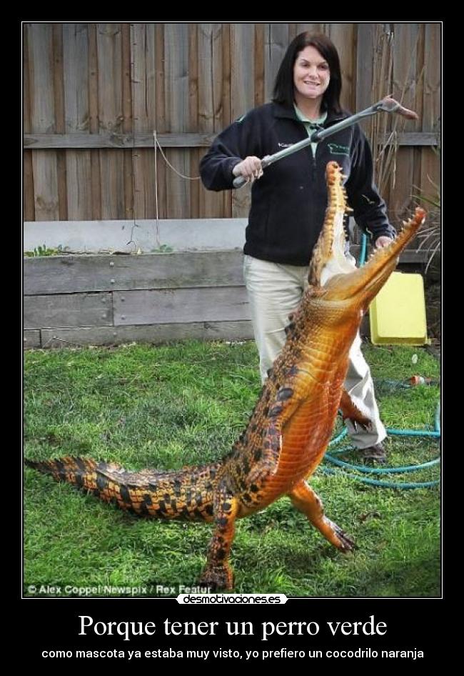 Porque tener un perro verde - 