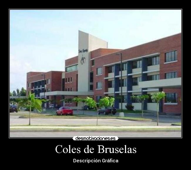 Coles de Bruselas - Descripción Gráfica