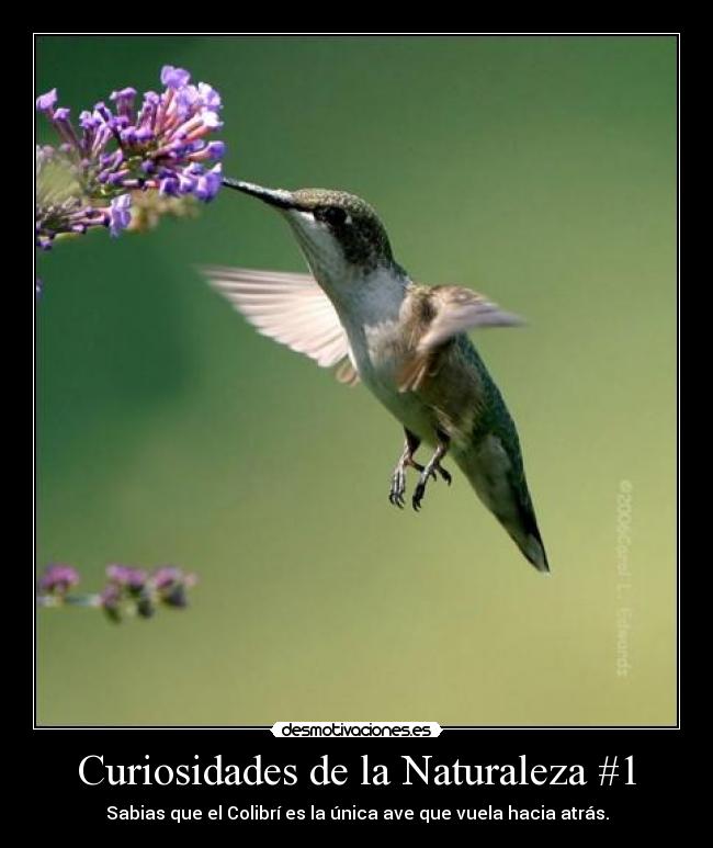 Curiosidades de la Naturaleza #1 - Sabias que el Colibrí es la única ave que vuela hacia atrás.