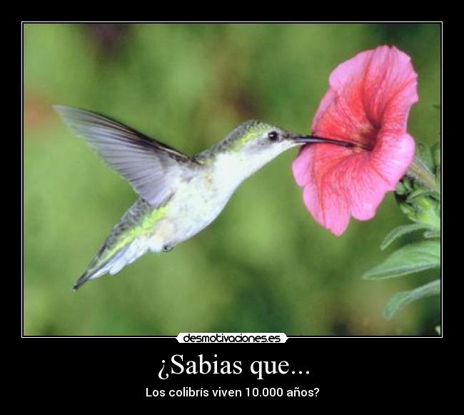¿Sabias que... -