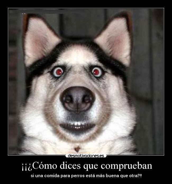 ¡¡¿Cómo dices que comprueban - si una comida para perros está más buena que otra?!!