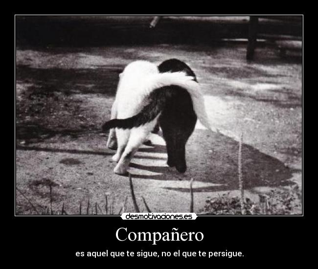 Compañero - es aquel que te sigue, no el que te persigue.