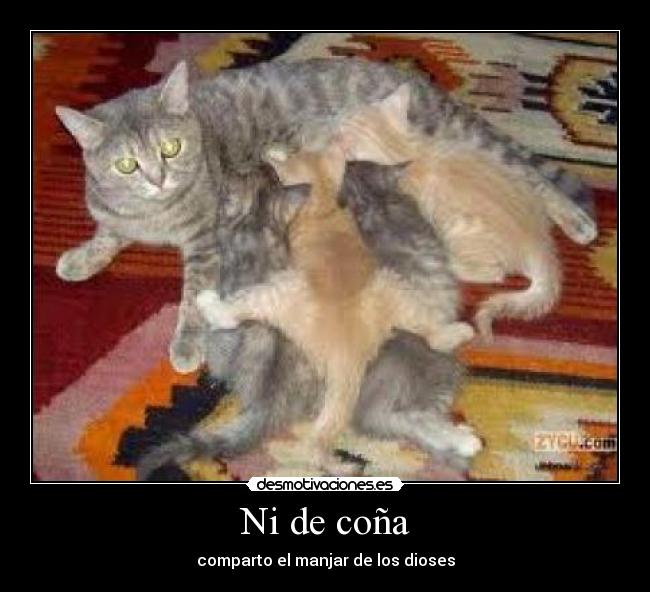 Ni de coña - comparto el manjar de los dioses