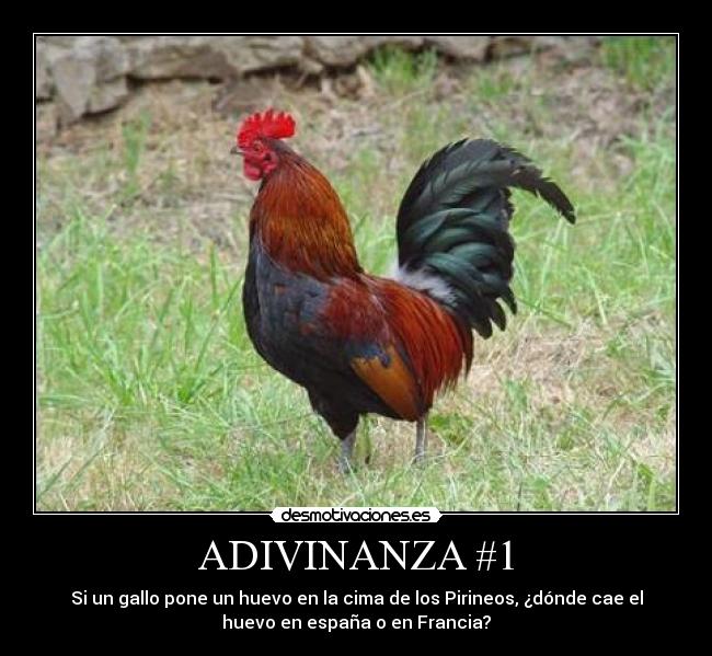ADIVINANZA #1 - Si un gallo pone un huevo en la cima de los Pirineos, ¿dónde cae el
huevo en españa o en Francia?