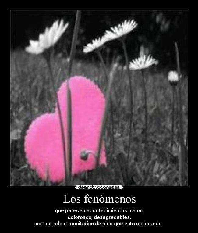 Los fenómenos -