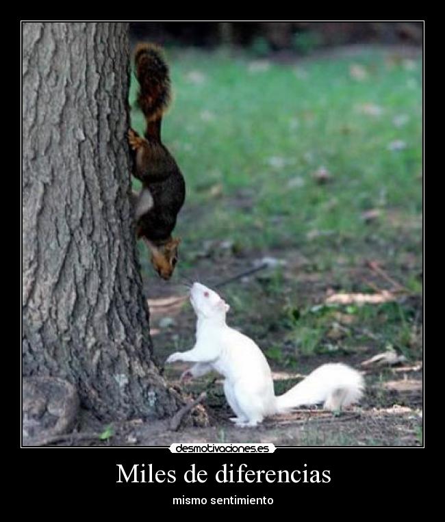 Miles de diferencias - mismo sentimiento