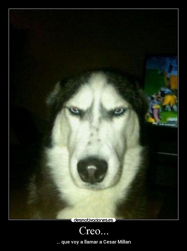Creo... - ... que voy a llamar a Cesar Millan