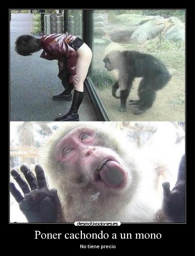 Poner cachondo a un mono Desmotivaciones