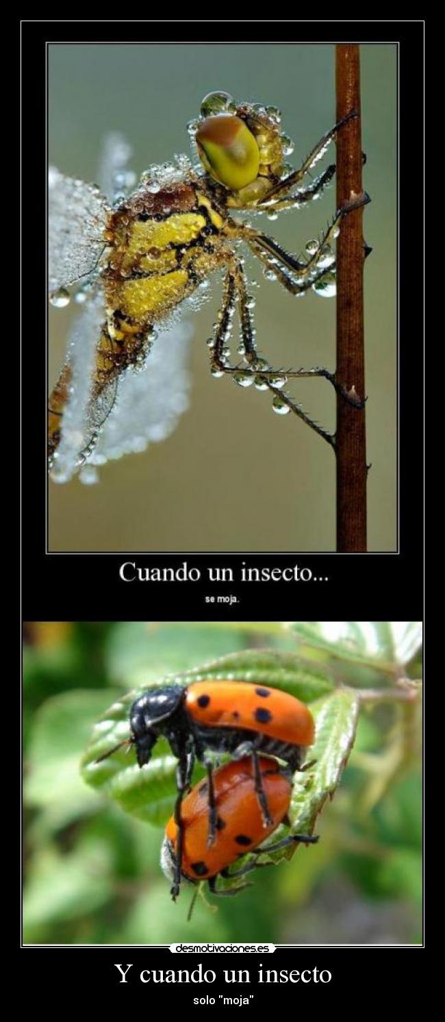 Y cuando un insecto -