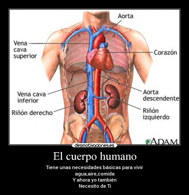 El cuerpo humano - 