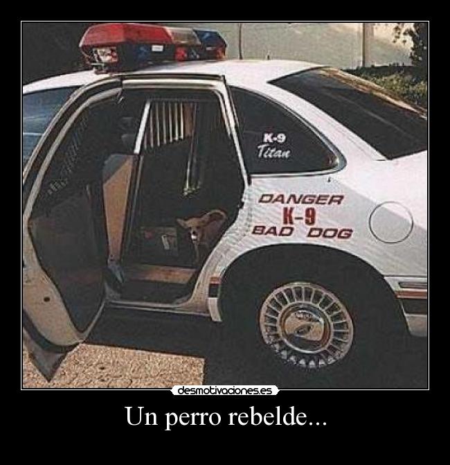 Un perro rebelde... -
